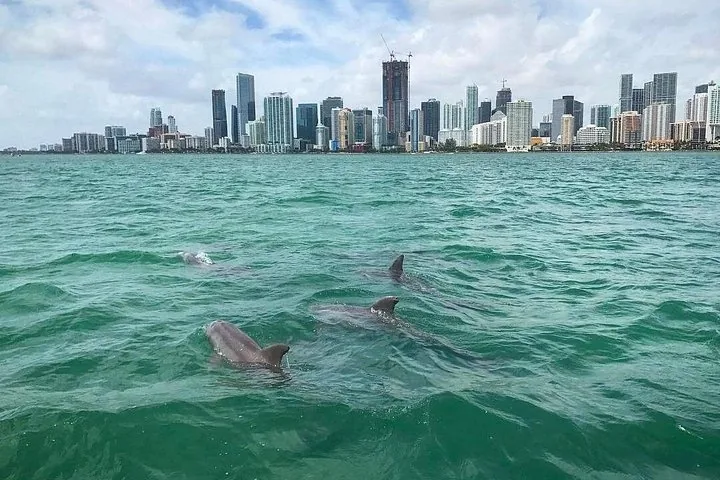 Verschillende dolfijnen zwemmen in groen water met de skyline van Miami op de achtergrond