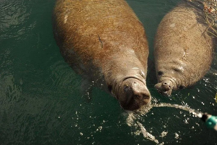 Twee lamantijnen zwemmen dicht bij het oppervlak en drinken uit een slang
